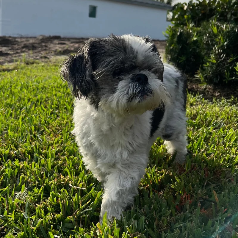 Bandit standing in the grass